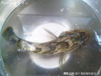 ¥¿¥±¥Î¥³¥á¥Ð¥ë