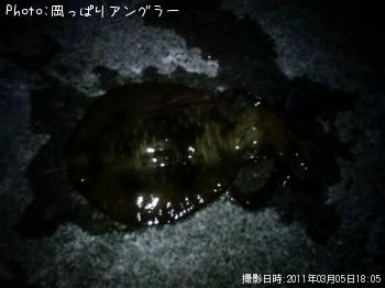 ¥¢¥ª¥ê¥¤¥«