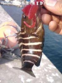 ¤³¤ì¤Þ¤¿Ê¬¤«¤ê¤Þ¤»¤óüñ