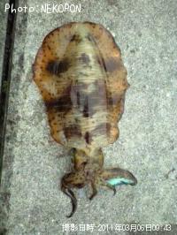 �����ꥤ��