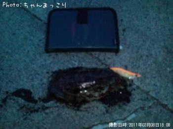 ¥¢¥ª¥ê¥¤¥«