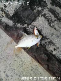 ¥æ¥À¥ä¥¬¡¼¥é