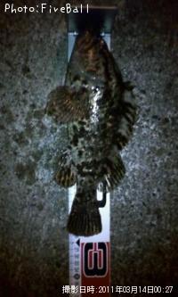 ¥Ù¥Ã¥³¥¦¥¾¥¤