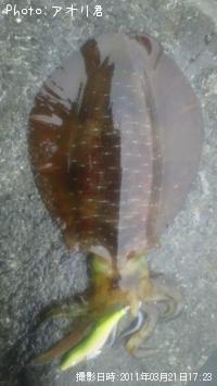 ¥¢¥ª¥ê¥¤¥«