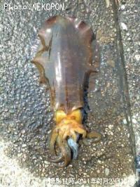 �����ꥤ��