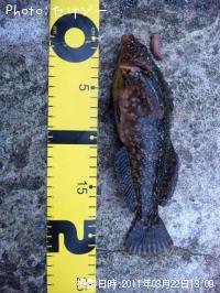 �����ʥ�