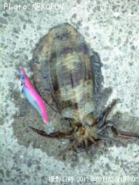 ¥¢¥ª¥ê¥¤¥«