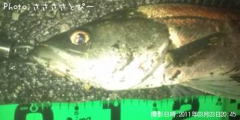 �����Х�