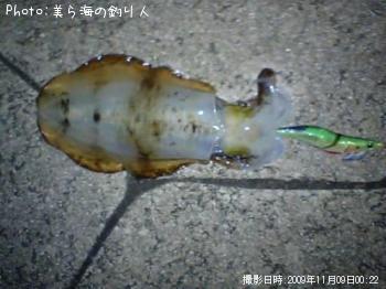 ¥¢¥ª¥ê¥¤¥«