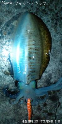 ¥¢¥ª¥ê¥¤¥«