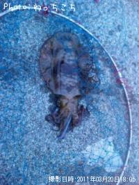 �����ꥤ��