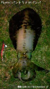 ¥¢¥ª¥ê¥¤¥«