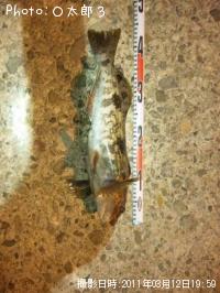 �����ʥ�