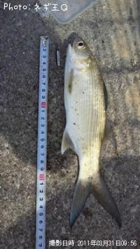 ¥Ä¥Ð¥á¥³¥Î¥·¥í