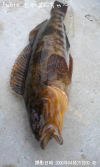 �����ʥ�