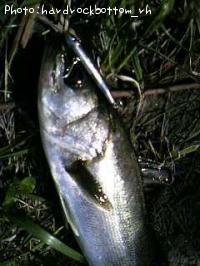 �����Х�