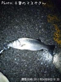 ¥Ò¥é¥»¥¤¥´