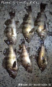 ��Х����