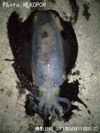 �����ꥤ��