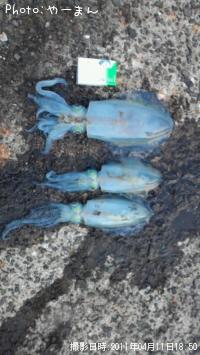 ¥¢¥ª¥ê¥¤¥«