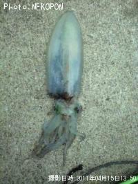 ¥¢¥ª¥ê¥¤¥«