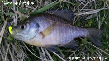 ø¿å¥á¥Ð¥ë¡Ê¾Ð¡Ë