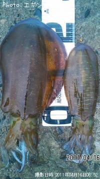 ¥¢¥ª¥ê¥¤¥«