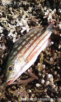 ¥¢¥ß¥á¥Õ¥¨¥À¥¤