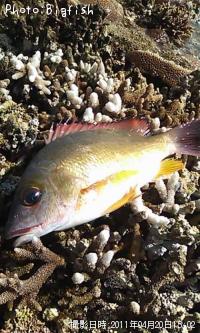 ¥¢¥ß¥á¥Õ¥¨¥À¥¤