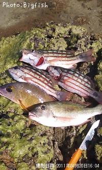 ¥¢¥ß¥á¥Õ¥¨¥À¥¤