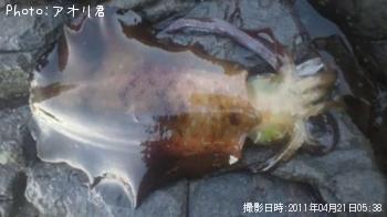 ¥¢¥ª¥ê¥¤¥«