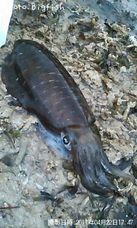 �����ꥤ��