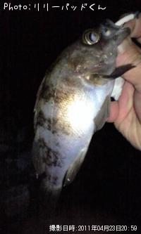 ��Х����