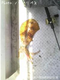 ¥¢¥ª¥ê¥¤¥«