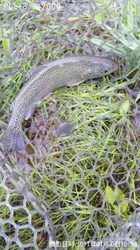 ¥ì¥¤¥ó¥Ü¡¼