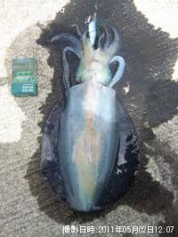 ¥¢¥ª¥ê¥¤¥«