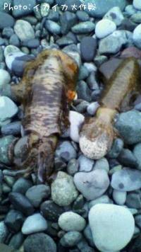 �����ꥤ��