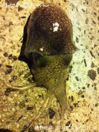 ¥ß¥ß¥¤¥«¡ª