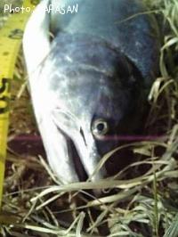 ������ޥ�