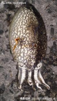 ¥·¥ê¥ä¥±¥¤¥«