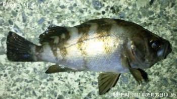 ¥á¥Ð¥ë¡¢¥·¡¼¥Ð¥¹