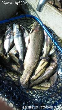 ¥ì¥¤¥ó¥Ü¡¼