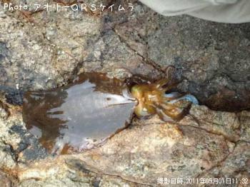 ¥¢¥ª¥ê¥¤¥«