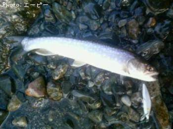 ¥Ò¥«¥ê¥¢¥á¥Þ¥¹