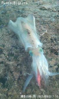 �����ꥤ��