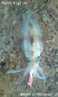 �����ꥤ��