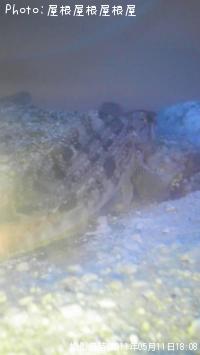 ¥á¥Ð¥ë¡¦¥Ï¥¼¡¦¥¢¥¤¥Ê¥á