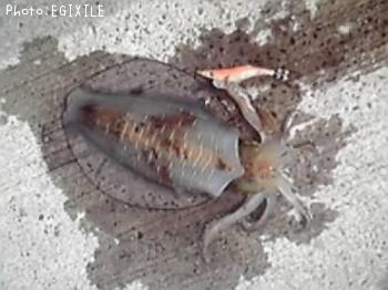 ¥¢¥ª¥ê¥¤¥«