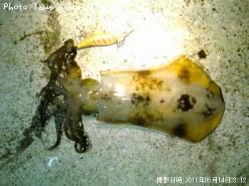 ¥¢¥ª¥ê¥¤¥«