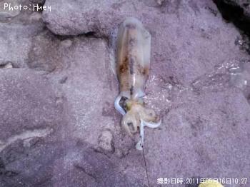 �����ꥤ��